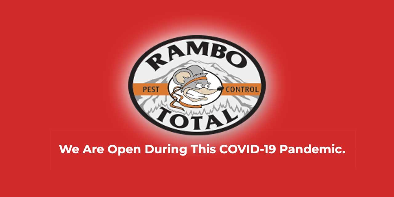 Rambo Total Pest Control – SAVE 25% on local, honest, effective protection for a pest free home