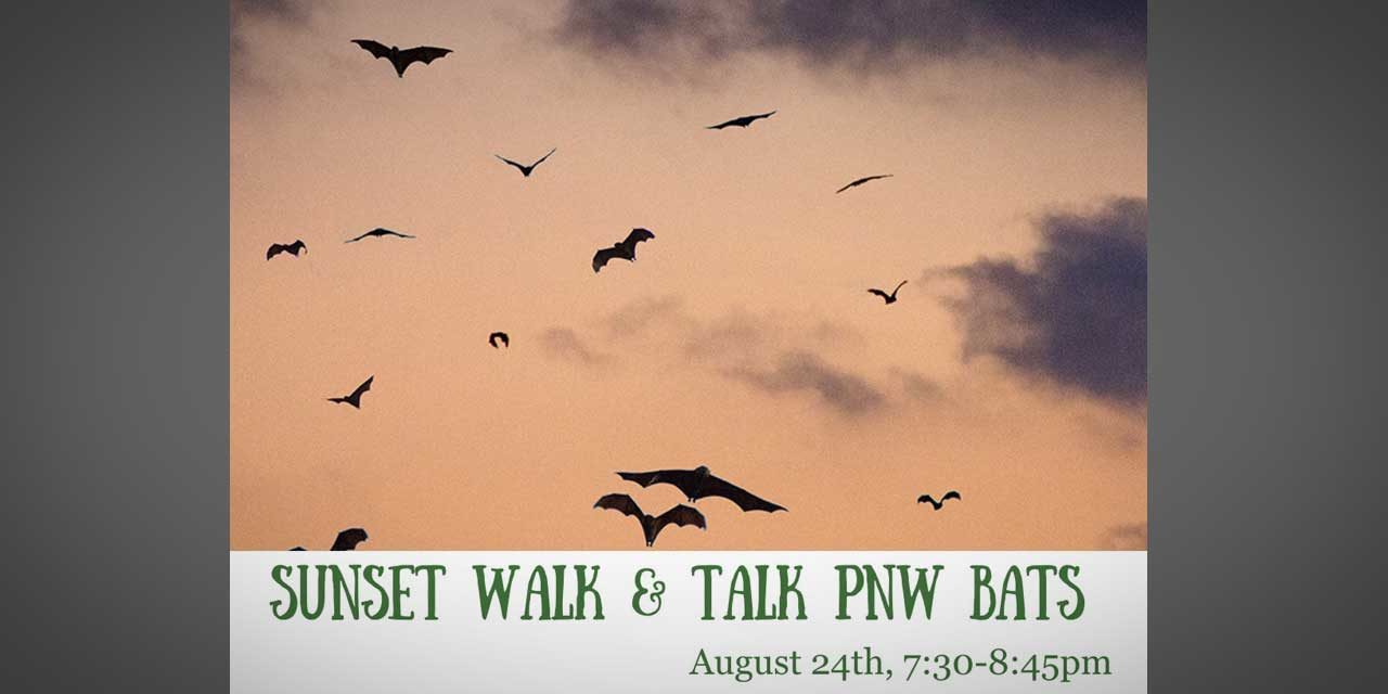 A Tukwila Sunset ‘Bat Walk’ will be Wednesday, Aug. 24