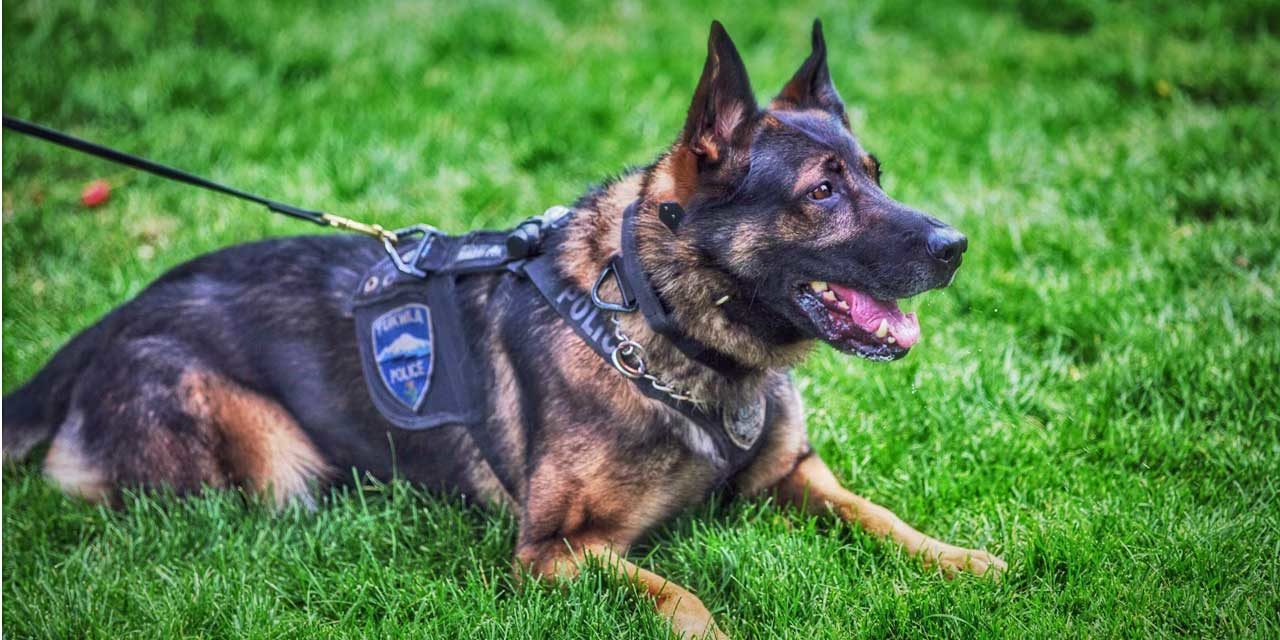 Tukwila Police K9 ‘Ace’ has passed away